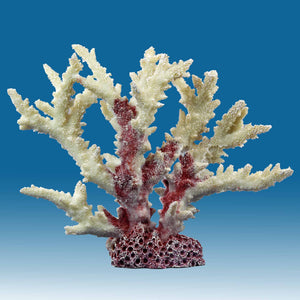 WT015 White Coral