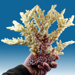 WT015 White Coral