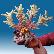 Load image into Gallery viewer, WT016 White Coral