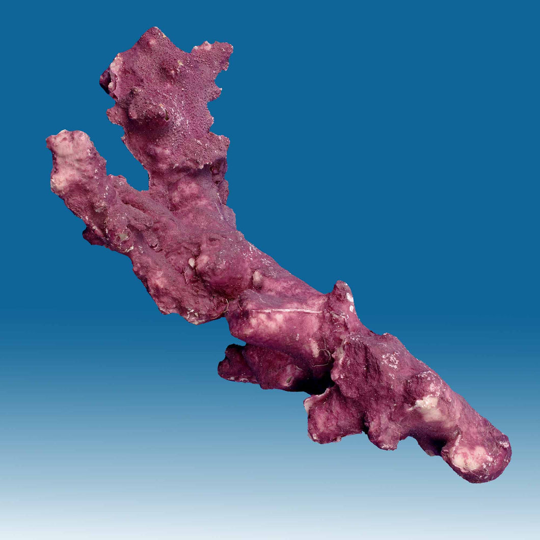 Z003 Artificial Live Rock with Purple Coralline Algae